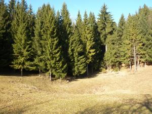 11 Zreče - osameli kras (Foto 11, Ljudmila Strahovnik, ZRSVN OE Celje)